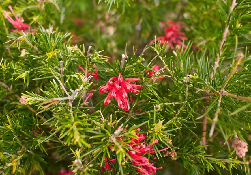Grevileja - Grevillea rosmarinifolia