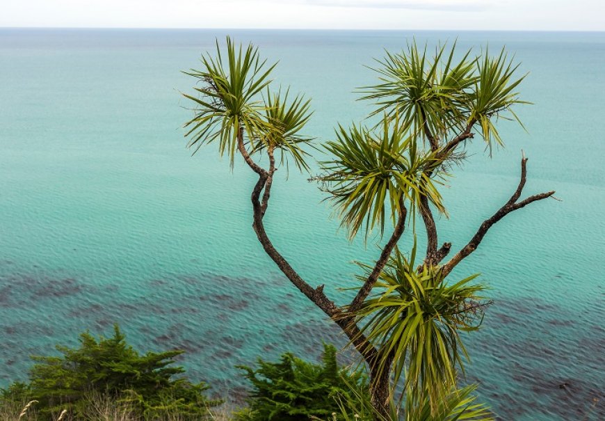 Dracena - Cordyline indivisia sin. Dracena indivisa