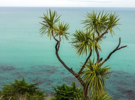 Dracena - Cordyline indivisia sin. Dracena indivisa