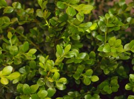 Šimšir - Buxus ' Macrophyla x Rotundifolia'