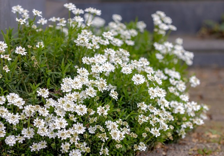 Snjeguljak - Iberis sempervirens