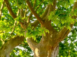 London Plane - Platanus x acerifolia 