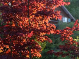 Javor - Acer platanoides 'Crimson King'