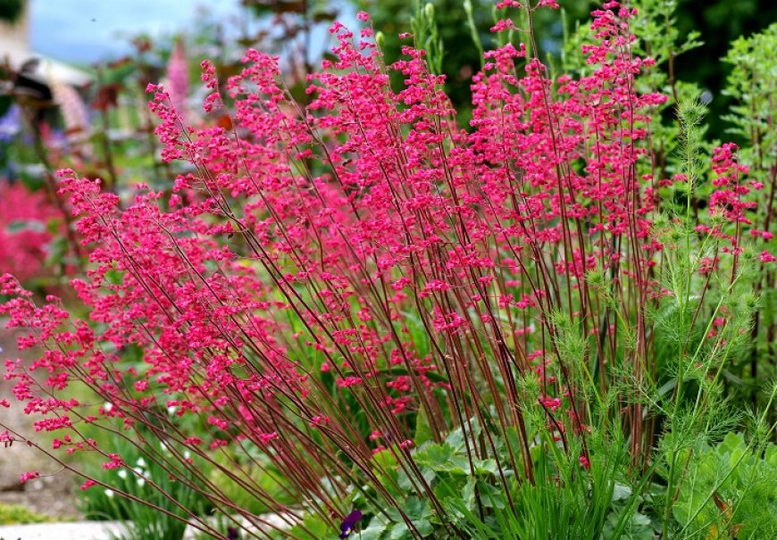 Coral Bells - Heuchera sanguinea