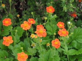 Geum - Geum coccineum