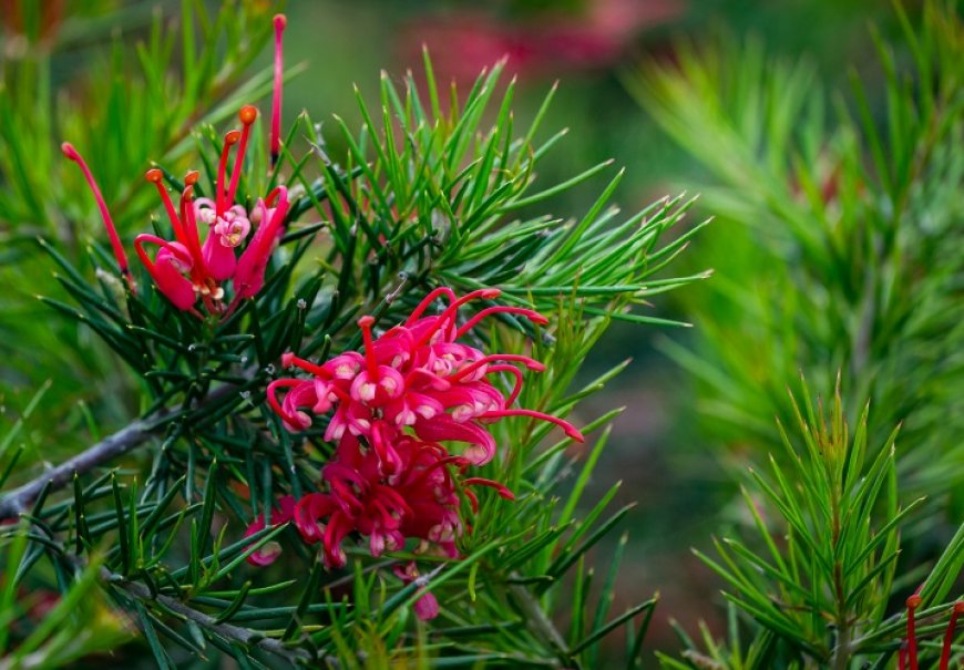 Grevileja - Grevillea juniperina