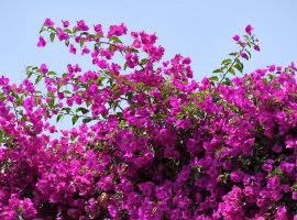 Buganvileja - Bouganvillea glabra