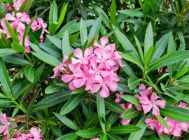 Oleander - Nerium oleander