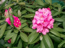 Sleč - Rhododendron sp.