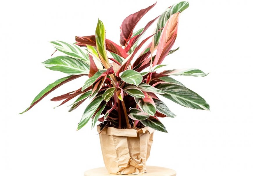 Stromanta - Stromanthe sanguinea