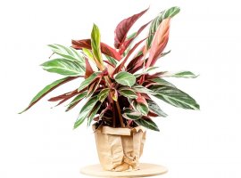 Stromanta - Stromanthe sanguinea