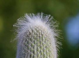 Rod Cephalocereus - Cephalocereus sp