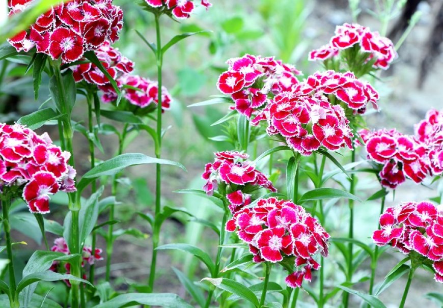 Carnations - Dianthus sp. 