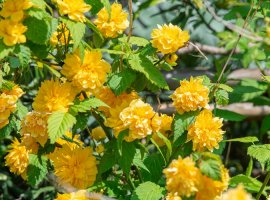 Kerria - Kerria japonica 