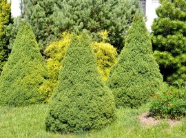 Smreka - Picea albertiana 'Conica'