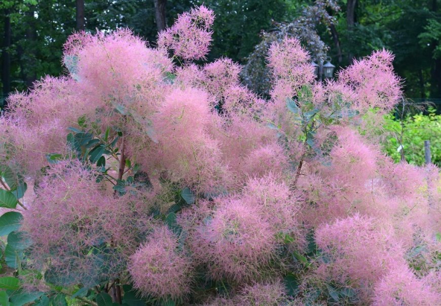 Ruj - Cotinus coggygria