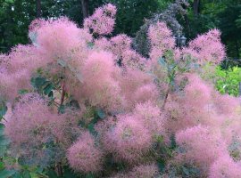 Ruj - Cotinus coggygria