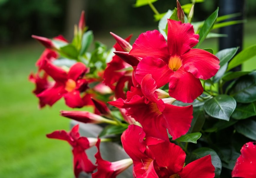 Dipladenia, brazilski jasmin - Mandevilla splendens