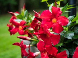Dipladenia, brazilski jasmin - Mandevilla splendens