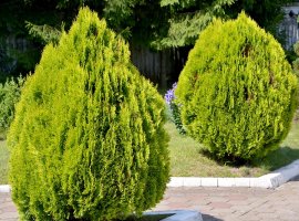 Tuja - Thuja orientalis 'Aurea Nana'