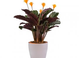 Kalatea - Calathea crocata