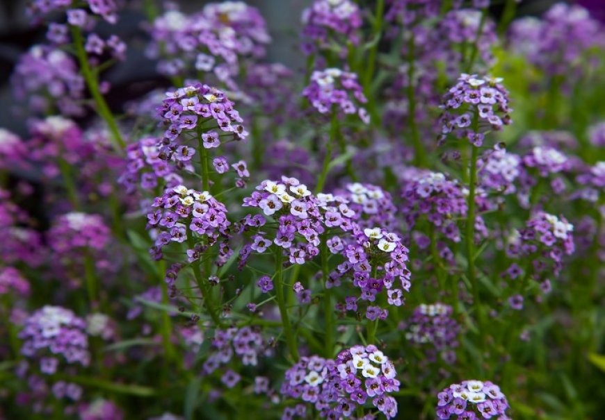 Sweet Alyssum - Lobularia maritima