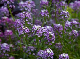 Sweet Alyssum - Lobularia maritima