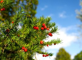 Tisa obična - Taxus bacata