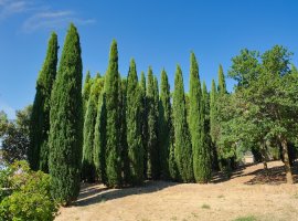 Čempres - Cupressus sempervirens