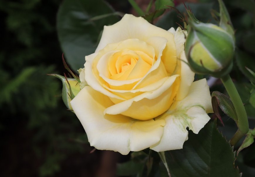 Tea rose – Rosa Hybrida 