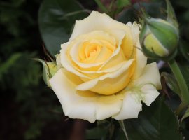 Tea rose – Rosa Hybrida 