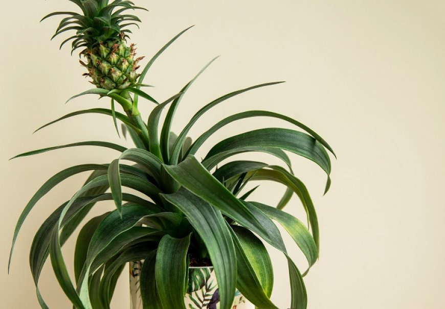 Pravi ananas - Ananas comosus