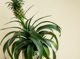 Pravi ananas - Ananas comosus