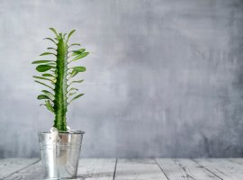 Afrički kaktus - Euphorbia trigona
