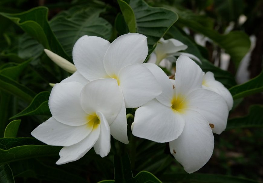 Madagaskarska palma - Pachypodium lamerii