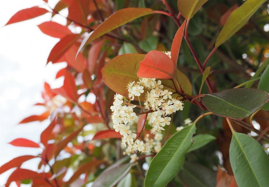 Glogić - Photinia x fraseri