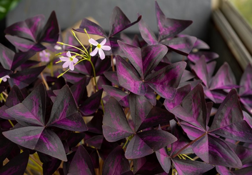 Zečja djetelina - Oxalis sp.