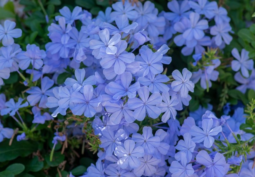 Plumbago - Plumbago auriculata