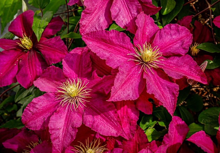 Pavitina - Clematis