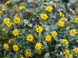 Mexican creeping zinnia - Sanvitalia procumbens