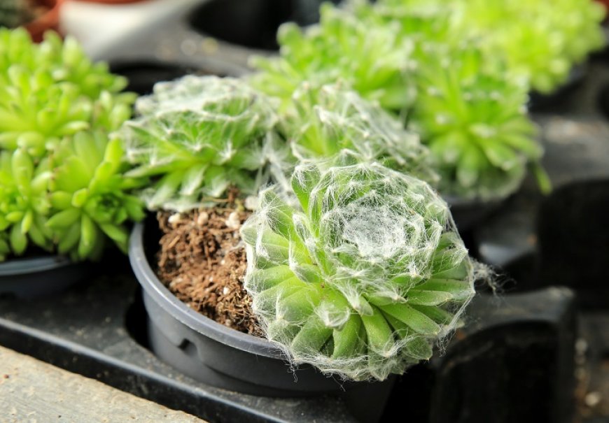 Paučinasta kamenjarka - Sempervivum arachnoideum