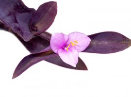 Crvenolisni puzavac - Tradescantia pallida