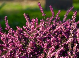 Crnjuša - Erica carnea