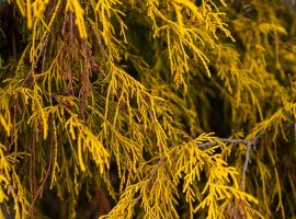 Pačempres - Chamaecyparis pisifera 'Filifera aurea'