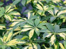 Šeflera - Schefflera arboricola