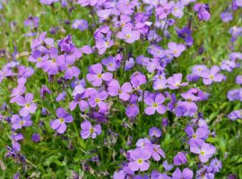 Jastučac plavi - Aubrieta deltoidea