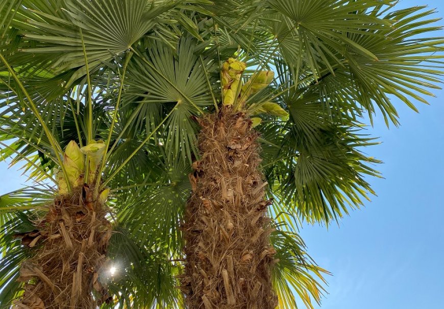 Šamerops - Chamaerops excelsa