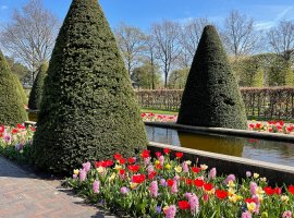 English Yew - Taxus baccata