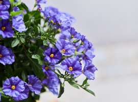 Solanum - Solanum rantonnetii