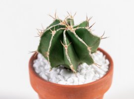 Rod Astrophytum - Astrophytum sp.